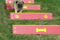 A pug jumping hurdles that have paw prints and bones on them.