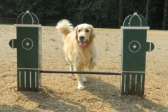 A golden retriever jumping a hurdle shaped like red fire hydrants.