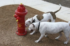 Two dogs sniffing a red fire hydrant with yellow paw prints on the sides next to a sidewalk.