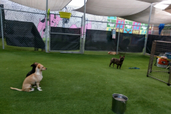 Dogs playing in a fenced area with other dogs.
