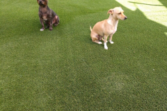 Two dogs obediently sitting in the grass.